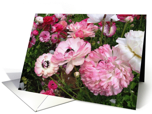 Flowers, Birthday card (649117)