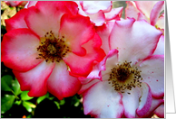 Colorful Roses card