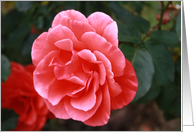 Red Camelia card