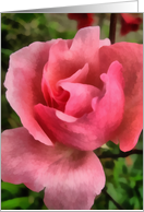Soft and beautiful, Pink rose card