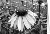 Cone Flower in black & white card