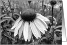 Cone Flower in black & white card