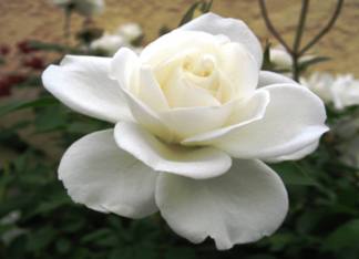 Beautiful Rose,...