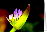 Flowers card