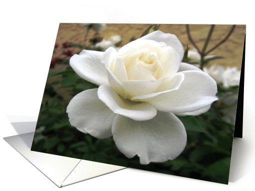 White Rose card (680699)