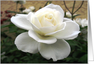 White Rose card