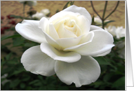 White Rose