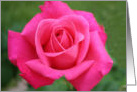 Pink Rose card