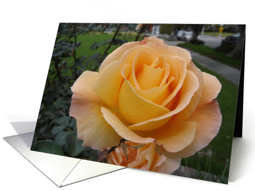 Beautiful Rose card (685207)