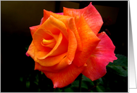 Beautiful Rose card