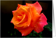 Beautiful Rose