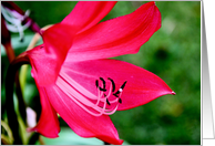 Hot Pink Lady card