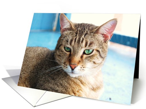 Webster/Birthday card (465470)