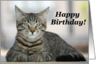 Happy Birthday Tabby Cat! card