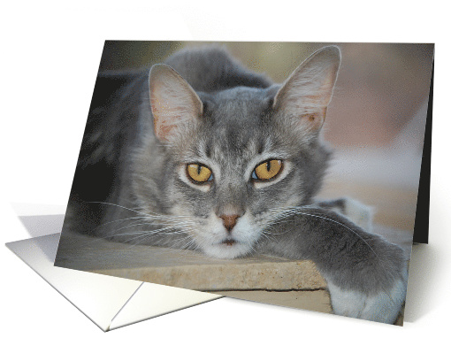 Shaine card (468108)