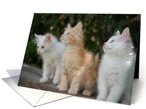 Three kittens card (468499)