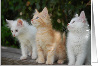 Three kittens card