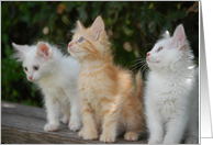 Three kittens