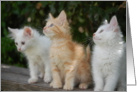 Three kittens card