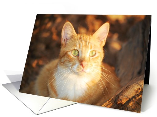 Gingersnap Fall Cat on Thanksgiving card (470466)