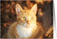 Gingersnap Fall Cat on Thanksgiving card