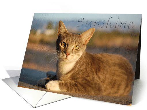 Sunshine /Blank card (477448)