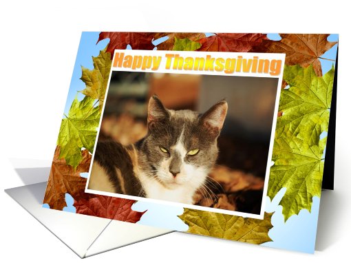 Kaliedescope/Thanksgiving card (481526)