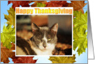 Kaliedescope/Thanksgiving card