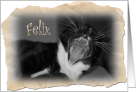 Felix/Frontier/Blank card