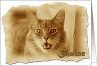 Shaine/Frontier/Blank card