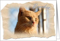 Peaches/Frontier/Blank card