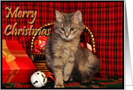 Christmas Kitten card