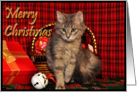 Christmas Kitten card