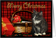 Christmas Kitten card