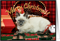 Christmas Kitten card