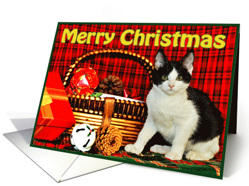 Christmas Kitten card (517380)