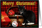 Christmas Kitten card