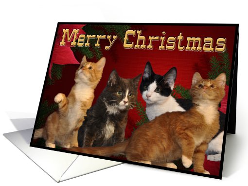 Christmas Kitten card (518002)