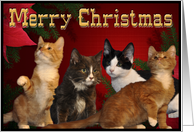 Christmas Kitten card