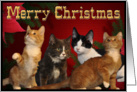 Christmas Kitten card