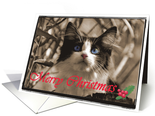 Christmas Kitten card (533380)