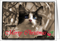 Christmas Kitten card