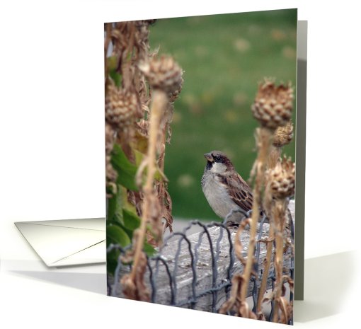 Peaceful Male Sparrow card (468128)