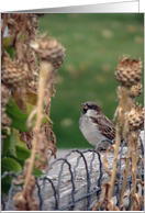 Peaceful Male Sparrow card