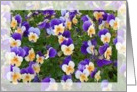 Birthday Viola Garden card