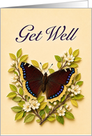 Get Well Mourning Cloak Butterfly with White Blossoms