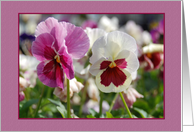 Blank Note Card Pansy Pair card