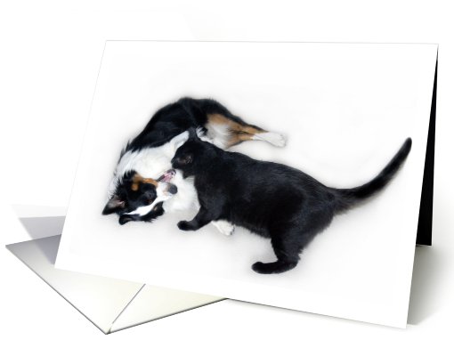 Cats and Dogs card (473848)
