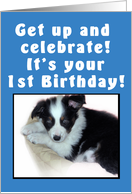 1st Birthday Puppy Blue card