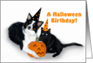 Halloween Dog and Cat Birthday card